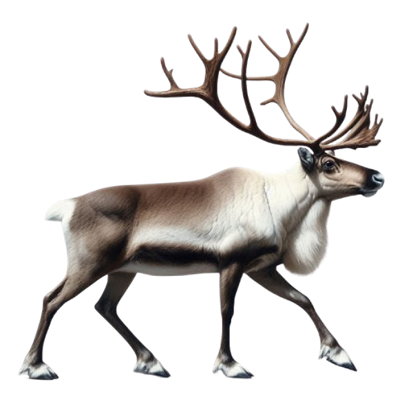 animal_rennecream1mis